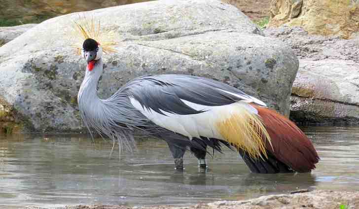 grey, crowned, crane